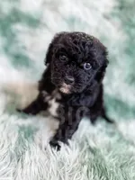 Lichinga, a female Cavapoo for sale in Temple, GA – Photo 1 of 10