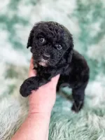 Lichinga, a female Cavapoo for sale in Temple, GA – Photo 5 of 10