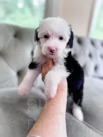 Bubbles, a female Sheepadoodle for sale in Temple, GA – 4 of 4