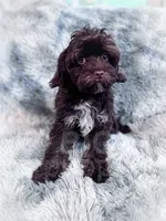 Ripple, a male Cavapoo for sale in Temple, GA – 3 of 6