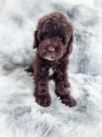 Eddie, a male Cockapoo for sale in Temple, GA – 8 of 8