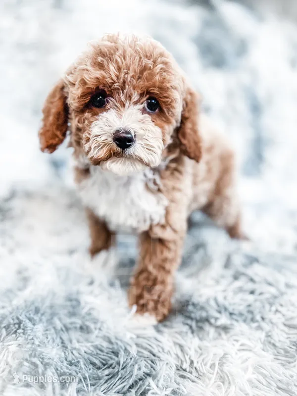 Maeve, a female Cavapoo for sale in Temple, GA – 1 of 6