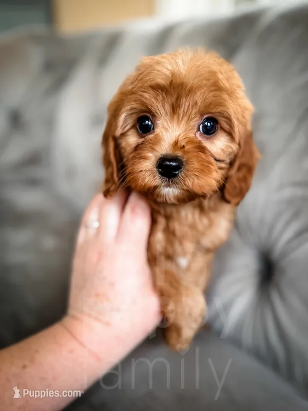 Robin  – Cavapoo puppy for sale in Temple, GA