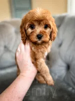 Robin , a male Cavapoo for sale in Temple, GA – Photo 3 of 6