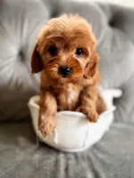 Robin , a male Cavapoo for sale in Temple, GA – Photo 5 of 6