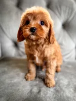 Robin , a male Cavapoo for sale in Temple, GA – Photo 2 of 6