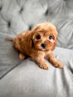 Robin , a male Cavapoo for sale in Temple, GA – Photo 4 of 6