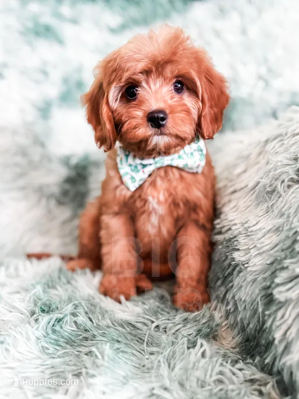 Robin  – Cavapoo puppy for sale in Temple, GA