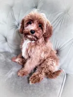 Orzo , a male Cavapoo for sale in Temple, GA – 2 of 5