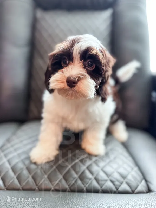 Hershey  – Havapoo puppy for sale in Temple, GA