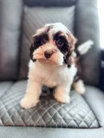 Hershey , a female Havapoo for sale in Temple, GA – 2 of 8