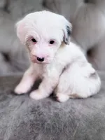 Barbie, a female Sheepadoodle for sale in Temple, GA – 7 of 7