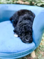 Lichinga, a female Cavapoo for sale in Temple, GA – 4 of 9
