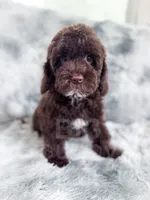 Eddie, a male Cockapoo for sale in Temple, GA – 3 of 8