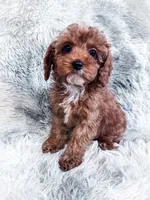 Teagan, a female Cavapoo for sale in Temple, GA – 6 of 7