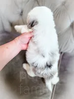 Barbie, a female Sheepadoodle for sale in Temple, GA – 6 of 7