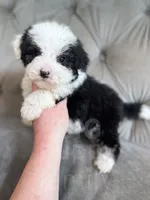 Slinky - Mini Sheepadoodle, a male Sheepadoodle for sale in Temple, GA – 3 of 3
