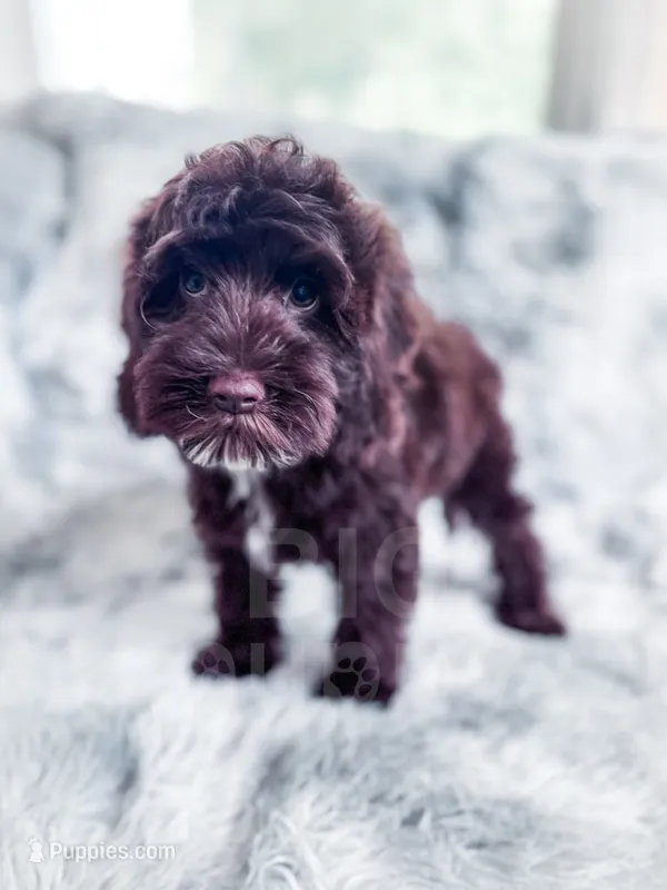 Russ – Cockapoo puppy for sale in Temple, GA