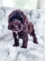 Russ, a male Cockapoo for sale in Temple, GA – 1 of 6
