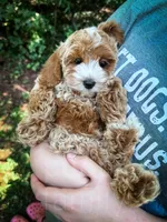 Slice - Mini, a male Cockapoo for sale in Temple, GA – 5 of 6