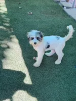 Rubiks - Mini Sheepadoodle, a male Sheepadoodle for sale in Temple, GA – 5 of 10