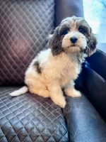 Manchester, a male Cavapoo for sale in Temple, GA – 2 of 10