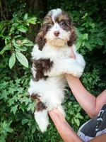 Mudslide, a male Cavapoo for sale in Temple, GA – 2 of 10