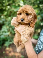 Fanta , a male Cockapoo for sale in Temple, GA – 4 of 6