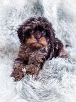 Royal , a male Cavapoo for sale in Temple, GA – 3 of 10