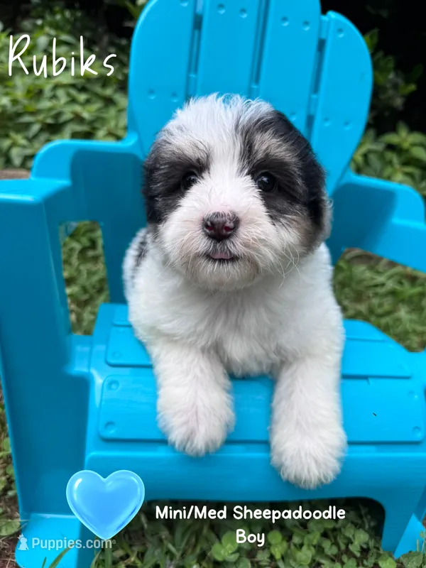 Rubiks – Sheepadoodle puppy for sale in Temple, GA