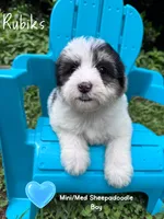 Rubiks, a male Sheepadoodle for sale in Temple, GA – 1 of 5
