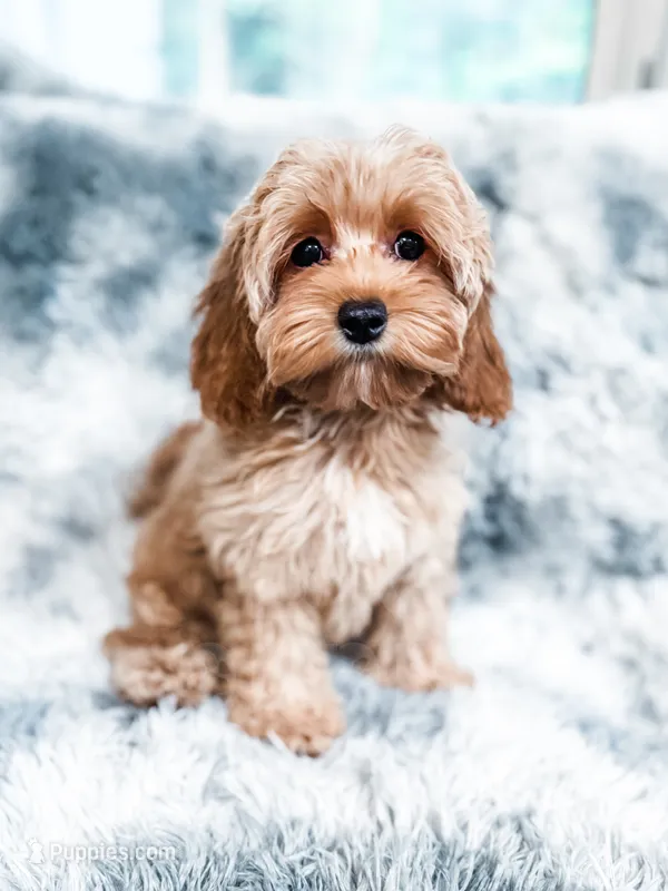 Sunkist – Cockapoo puppy for sale in Temple, GA