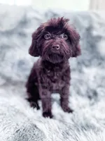Canary, a female Cavapoo for sale in Temple, GA – 3 of 8