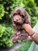 Fudge , a male Cavapoo for sale in Temple, GA – 5 of 6