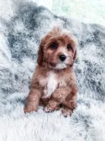 Scott, a male Cavapoo for sale in Temple, GA – 5 of 8
