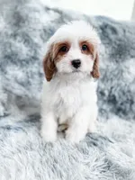 Bullet , a male Cavapoo for sale in Temple, GA – 8 of 9