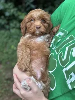 Salsa, a male Cavapoo for sale in Temple, GA – 4 of 5