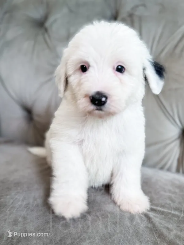 Smurf – Sheepadoodle puppy for sale in Temple, GA