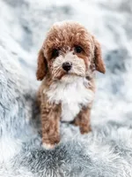 Maeve, a female Cavapoo for sale in Temple, GA – 3 of 6