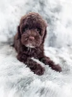 Eddie, a male Cockapoo for sale in Temple, GA – 6 of 8