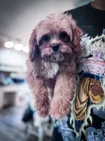 Pez, a male Cavapoo for sale in Temple, GA – 6 of 6