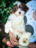 Mudslide, a male Cavapoo for sale in Temple, GA – 3 of 10