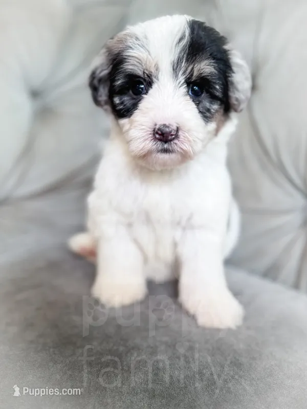 Rubiks – Sheepadoodle puppy for sale in Temple, GA