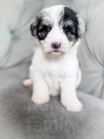 Rubiks, a male Sheepadoodle for sale in Temple, GA – 1 of 3
