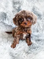 Primo, a male Cavapoo for sale in Temple, GA – 8 of 10