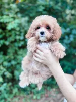 Merlin, a male Cavapoo for sale in Temple, GA – 5 of 8