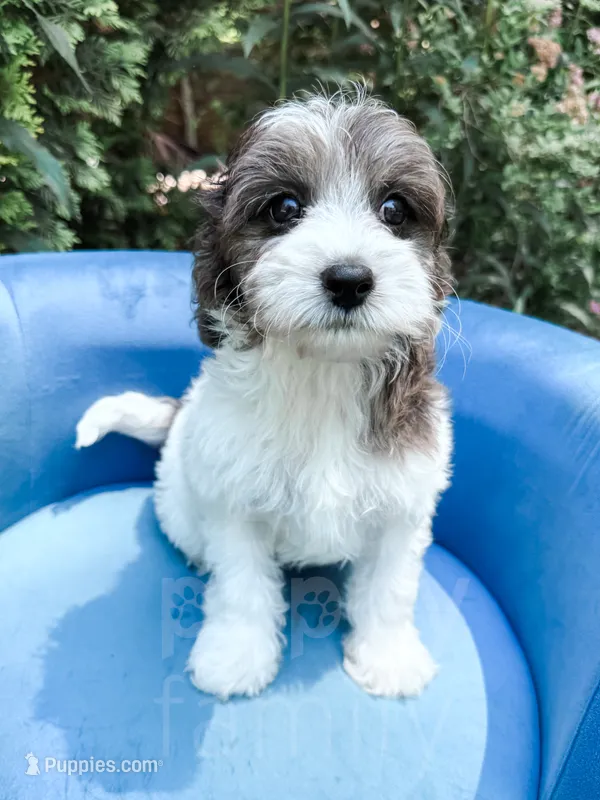 Manchester – Cavapoo puppy for sale in Temple, GA