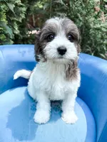 Manchester, a male Cavapoo for sale in Temple, GA – 6 of 10