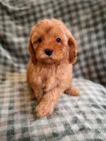Clay , a female Cockapoo for sale in Temple, GA – Photo 2 of 8