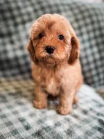 Clay , a female Cockapoo for sale in Temple, GA – Photo 1 of 8